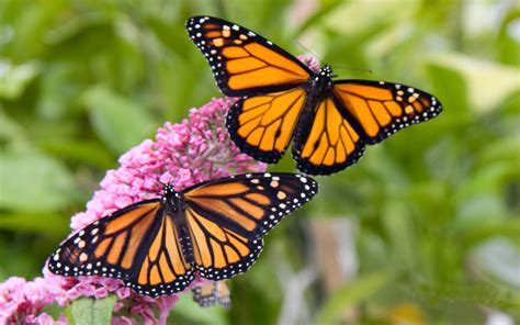 We did not find results for: Download Monarch Butterfly Wallpaper Gallery