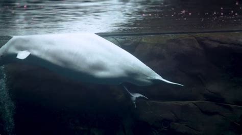 Incredible Photos Show Beluga Whale Giving Birth To Calf In Aquarium