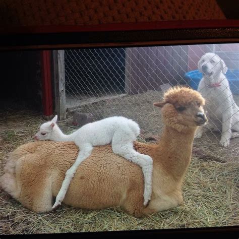 Pin By Lesley Duncan On Alpacas And Other Cuddly Critters Cute Baby