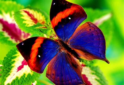 Метелик, Комахи, Тварини - обої на робочий стіл 🔥 ТОП Скачати заставки