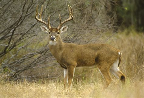 What Every Hunter Needs To Know About Whitetail Travel Habits Outdoorhub
