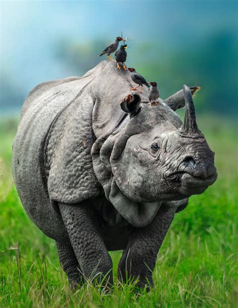 Pride Of Assam One Horned Rhino Smithsonian Photo Contest