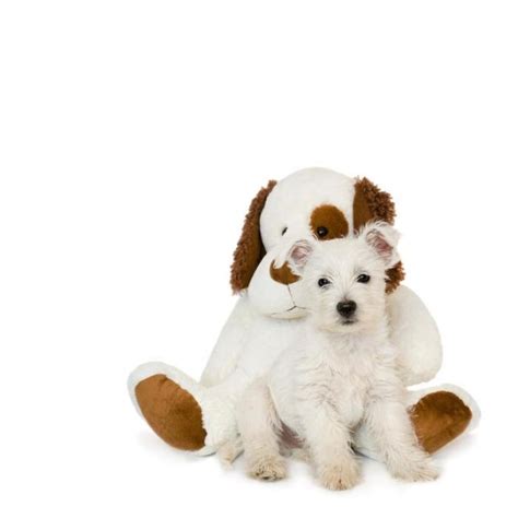 5 Most Hidden Facts About Westie Puppies Exclusive Westie