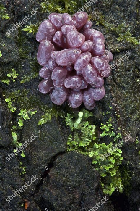 Purple Jellydisc Ascocoryne Sarcoides Fruiting Bodies Editorial Stock