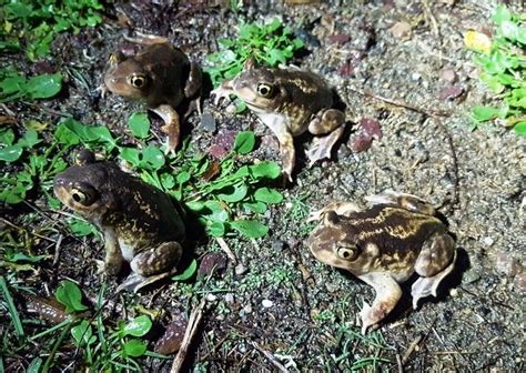 Look What He Found On Plum Island Rare Eastern Spadefoot Toads The