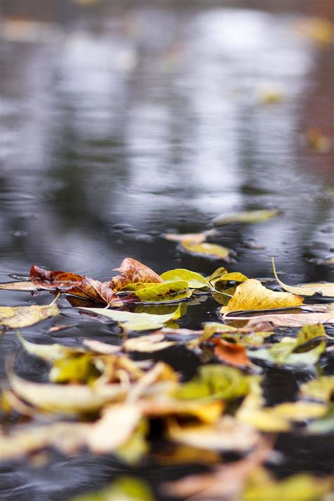 Free Download Autumn Puddle Leaves Listopad Rain Reflection