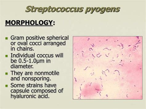 Ppt Streptococcus Powerpoint Presentation Free Download Id5596913