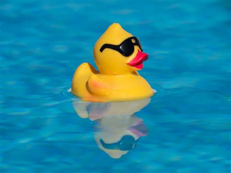 Yellow Rubber Duck With Black Sunglasses Floating On A Beautiful Blue