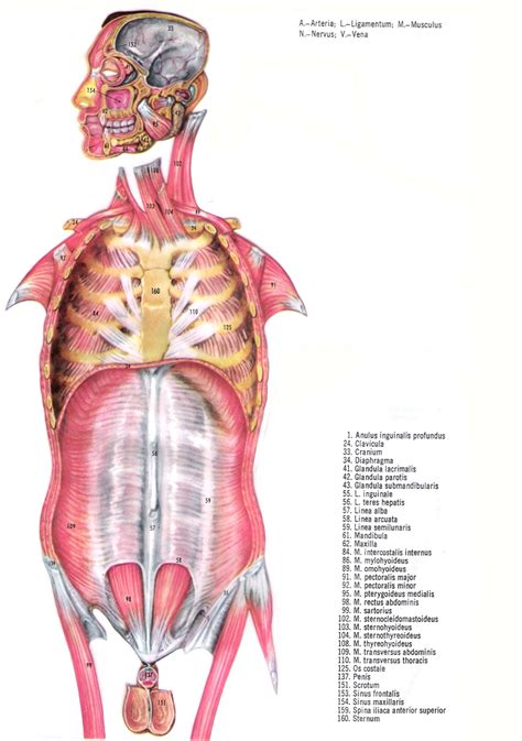 Anatomia Masculina Ache Tudo E Região