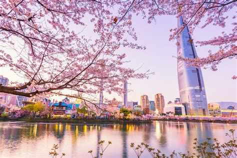 Cherry Blossom Of Spring In Seoul South Korea Premium Photo