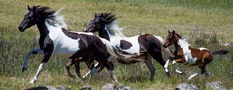 Save The Brumbies Caring For Australias Wild Horses Horses Brumby