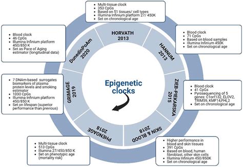Frontiers Epigenetic Clocks And Female Fertility Timeline A New