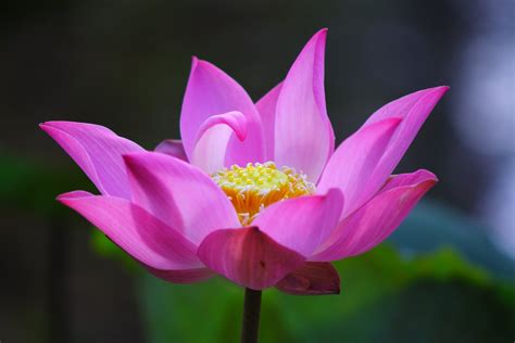 Free Lotus Flower Stock Photo