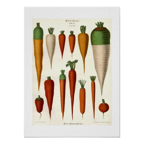 Carrots Poster In 2020 Prints Vegetable