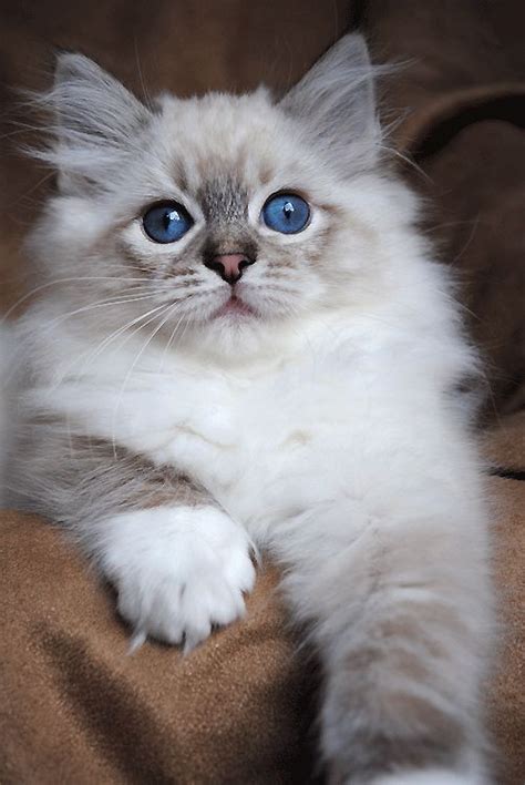 Seal Mitted Lynx Ragdoll Beautiful Ragdoll Cats ️ Pinterest