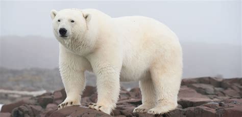 Amazing Animals 5 The Polar Bear — Steemkr