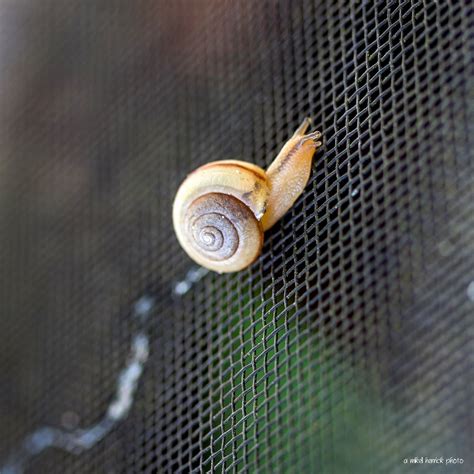 Snail Trail By Mikell Herrick 500px Snail Herrick Trail