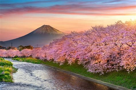 Fleurs De Cerisier Et Montagne Fuji Au Printemps Au Lever Du Soleil
