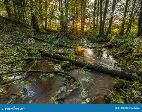 Beautiful Wild Autumnal Forest With Small Stream Stock Image Image