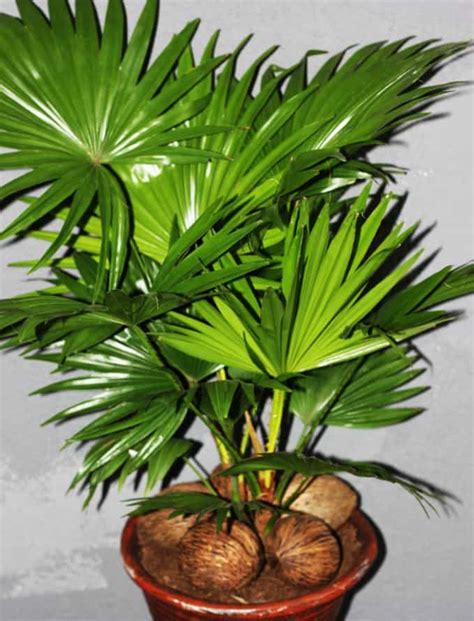 Types Of Indoor Palm Trees Identification Pictures Gardenine