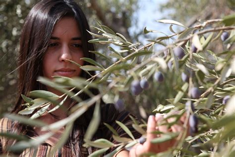 To Take Part In Olive Picking Is A Memorable And Unique Cultural Experience
