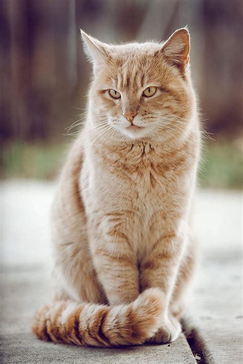 Cute Orange Cat Outdoor Photoshoot Ideas Cat Portrait Photography By