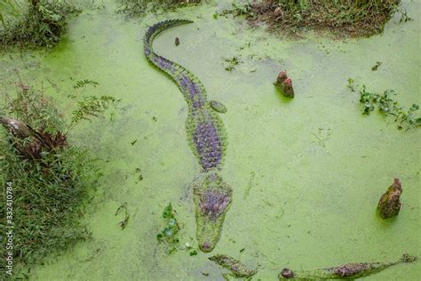 Alligators In The Alligator Farm In Mobile Alabama Usa Portrait Of