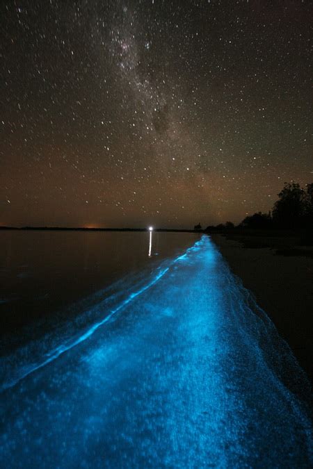 Tywkiwdbi Tai Wiki Widbee Bioluminescence