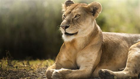 5,700 free images of lions. Lion Wallpaper, Animals / Wild: Lion, savanna, cute animals