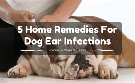 Cleans and dries ears, reduces odor, and moisturizes. 5 Home Remedies For Dog Ear Infections - DogHubs Community
