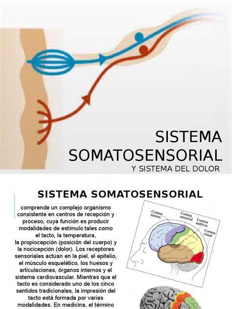Sistema Somatosensorial Sistema Somatosensorial Neurociencia