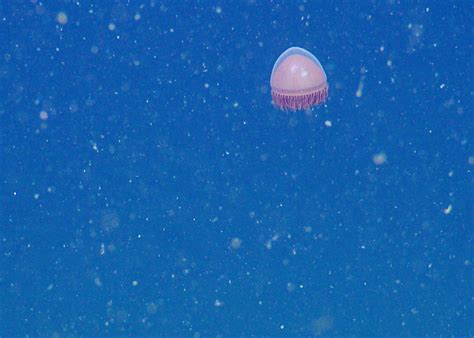 Creatures Of The Continental Slope Nautilus Live