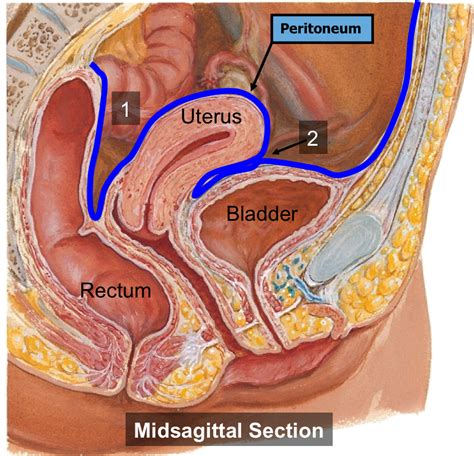 A collection of anatomy notes covering the key anatomy concepts that medical students need to learn. Female Pelvic Anatomy - Repro with Otey at University Of ...