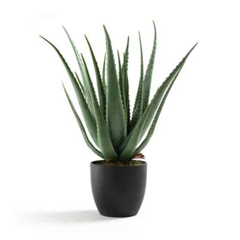 Hard To Kill Indoor Plants 10 Hardy House Plants For Notorious Plant