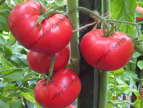 Pink Tomatoes Mortgage Lifter Estlers Strain Tomato