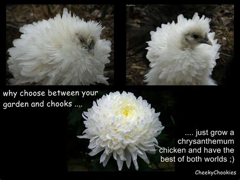 She Is A Silkie X Frizzled Duccle 1 Of The Very Fave Chickens That Ive Hatched Here