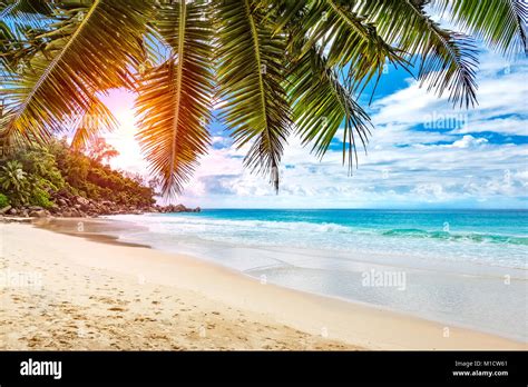 Sunrise Over Tropical Beach With Palm Tree Leaves Turquoise Ocean