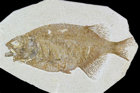 Bargain 6 Phareodus Fish Fossil Visible Teeth 105338 For Sale