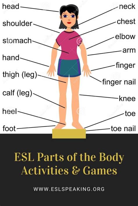 Human Body Parts In English Materials For Learning English Sexiz Pix