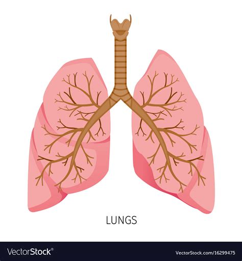 Lungs Human Internal Organ Diagram Royalty Free Vector Image