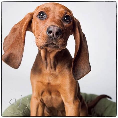 Redbone Coonhound Mixgot To Love Those Earsso Cute Redbone