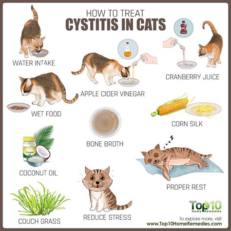 Any changes in their behavior or body functions will reveal if the dosage was too heavy or if their body. How to Treat Cystitis in Cats | Top 10 Home Remedies