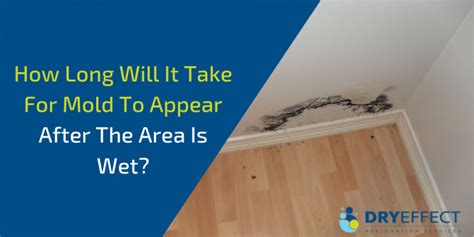 It is a thin, black, or sometimes white, growth produced by mold. Mold Growth | How Long Does it Take for Mold to Grow?