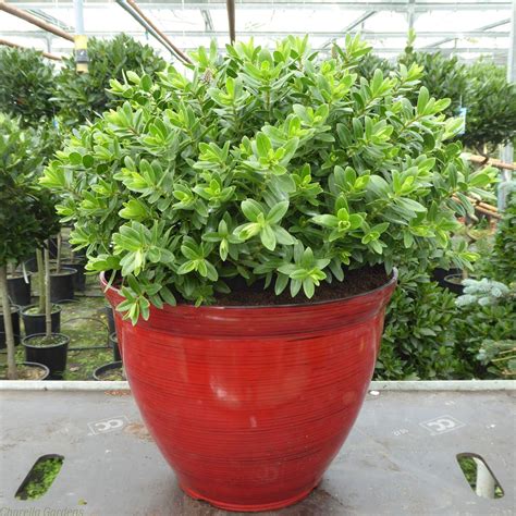 Potted Evergreen Flowering Hebe In A Feather Lightweight Planter