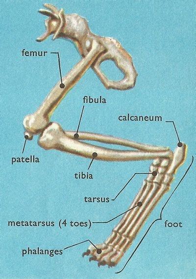 Cat Leg Bone Diagram Pelvis Definition Anatomy Diagram Facts