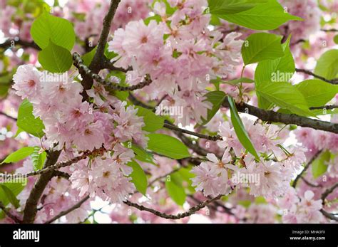 Japanese Sakura Tree Blossom In Spring Time Nature Background With