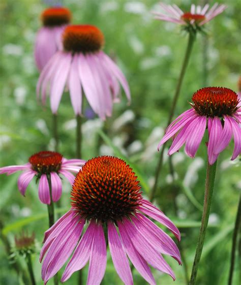 4 Purple Coneflower Echinacea Purpurea Natural Shore Natives