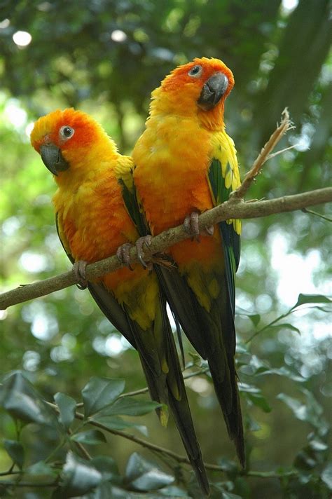 Sun Conure Facts Behavior As Pets Care Feeding Pictures