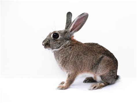 Обои белый милая изолированный млекопитающее фауна кролик заяц