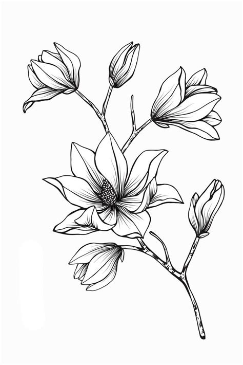 Magnolia Flower Line Drawings Flower Drawing Easy Flower Drawings